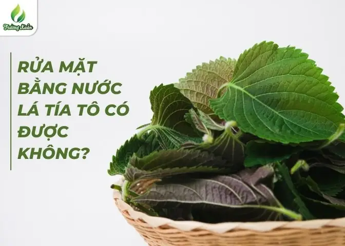 Cách Rửa Mặt Bằng Lá Tía Tô: Hướng Dẫn Chi Tiết, Tác Dụng Và Lưu Ý Cách Rửa Mặt Bằng Lá Tía Tô: Hướng Dẫn Chi Tiết, Tác Dụng Và Lưu Ý