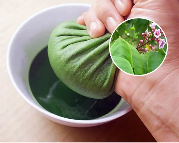 Lá Khế Rửa Mặt: Công Dụng, Cách Làm Và Lưu Ý Để Đẹp Da Toàn Diện Lá Khế Rửa Mặt: Công Dụng, Cách Làm Và Lưu Ý Để Đẹp Da Toàn Diện