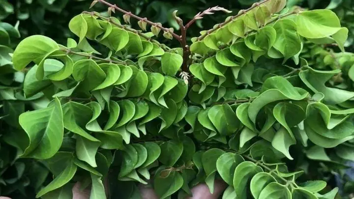 Lá Khế Rửa Mặt: Công Dụng, Cách Làm Và Lưu Ý Để Đẹp Da Toàn Diện Lá Khế Rửa Mặt: Công Dụng, Cách Làm Và Lưu Ý Để Đẹp Da Toàn Diện