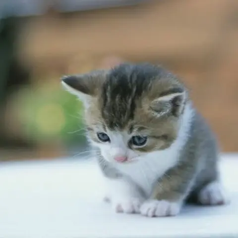 Lêu Lêu Lêu Rửa Mặt Như Mèo: Lời Bài Hát & Ý Nghĩa Cho Bé Lêu Lêu Lêu Rửa Mặt Như Mèo: Lời Bài Hát & Ý Nghĩa Cho Bé
