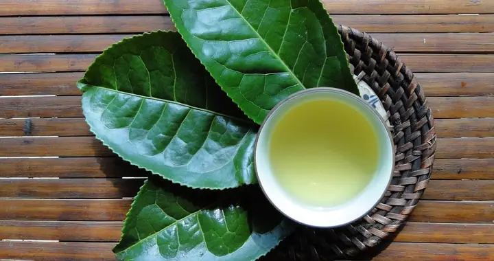 Rửa Mặt Bằng Lá Chè Xanh Có Tốt Không? Lợi Ích, Cách Làm & Lưu Ý Cho Da Sáng Mịn Rửa Mặt Bằng Lá Chè Xanh Có Tốt Không? Lợi Ích, Cách Làm & Lưu Ý Cho Da Sáng Mịn