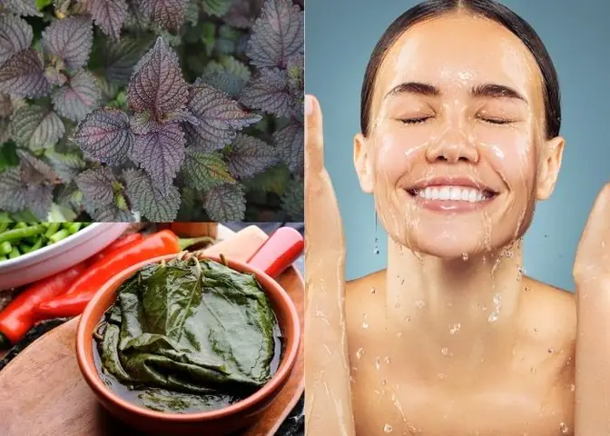 Rửa Mặt Bằng Lá Tía Tô: Hướng Dẫn Chi Tiết & Lưu Ý Quan Trọng Rửa Mặt Bằng Lá Tía Tô: Hướng Dẫn Chi Tiết & Lưu Ý Quan Trọng