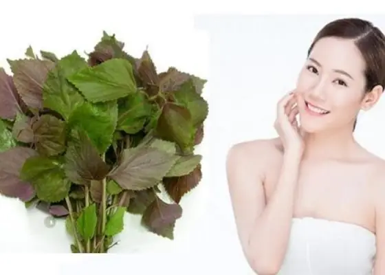 Rửa Mặt Bằng Lá Tía Tô: Hướng Dẫn Chi Tiết & Lưu Ý Quan Trọng Rửa Mặt Bằng Lá Tía Tô: Hướng Dẫn Chi Tiết & Lưu Ý Quan Trọng