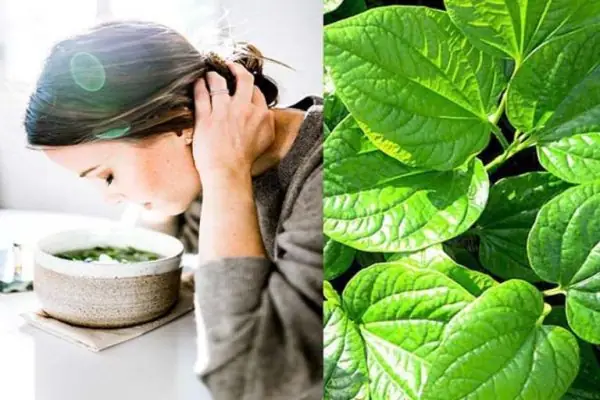Rửa Mặt Bằng Lá Trầu Không: Hướng Dẫn Chi Tiết & Lưu Ý An Toàn Cho Da