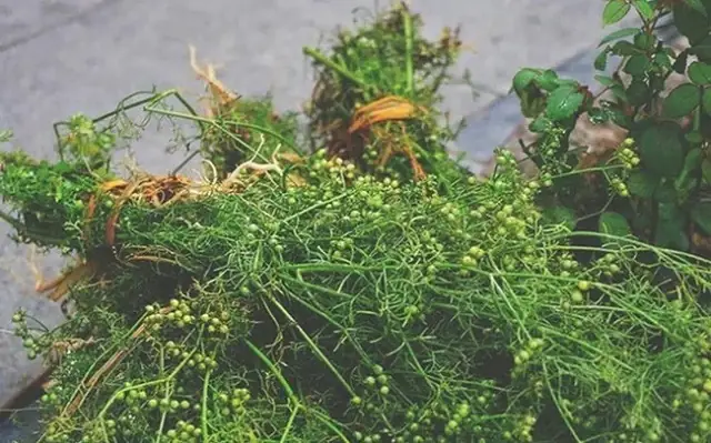 Ý Nghĩa Và Cách Rửa Mặt Bằng Rau Mùi Già Ngày Tết Để Đón Lộc May Ý Nghĩa Và Cách Rửa Mặt Bằng Rau Mùi Già Ngày Tết Để Đón Lộc May