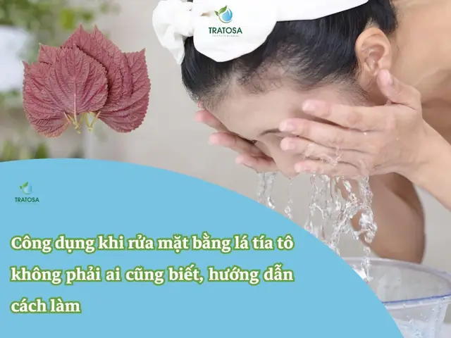 Rửa Mặt Lá Tía Tô: Hướng Dẫn Cách Làm Đúng, Công Dụng Và Lưu Ý